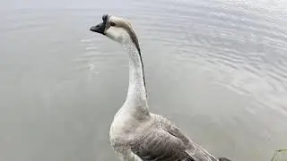 Chinese Goose “Waddles” Adventures