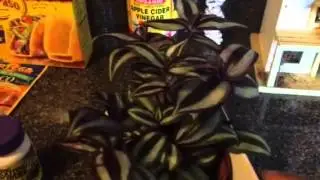 Wandering Jew Plant progress