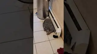 ‼️ЖЕСТЬ в Американских Домах‼️