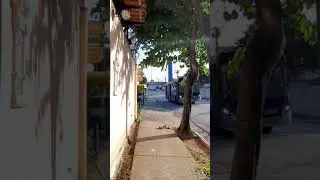 ساوبولو البرازيل São Paulo Brazil