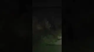 Нечто прячущееся в Австралийских лесах #shorts