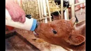 Обманиваю телят.Зачем я это делаю?