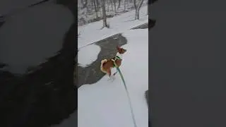 Куда ему бежать? Басенджи на прогулке 