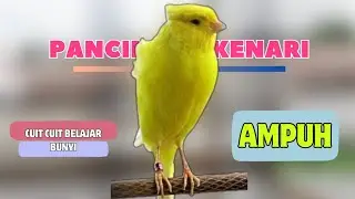 Suara KENARI PAUD ! Suara PANCINGAN Kenari PAUD Belajar BUNYI Ngeriwik || MASTERAN Kenari PAUD 