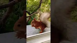 Нашла последний орех и отдала Стёпе#2024#squirrel#animals#белка#животные