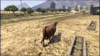 Trevor Rides a Cow