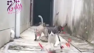 cat with naruto special effects 3