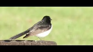 Nature Montage