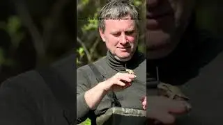 Лягушка на дереве