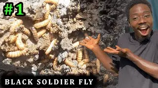 How I Turn Poultry Waste into Feed