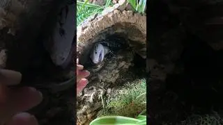 Building Trust With Food | Blue Tongue Skink