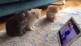 Чтобы не мешались / Cats watching cartoons