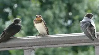 Baby swallows in HD and slow motion