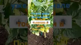 Уход за томатами в июле #дача #огород