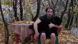 Чау Чау лечим зуб