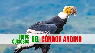 Cóndor andino (Vultur gryphus) | Datos curiosos de animales