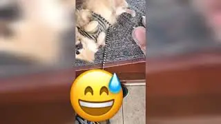 Dog 🐕 want’s massage