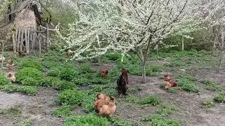 Кури на вільному вигулі