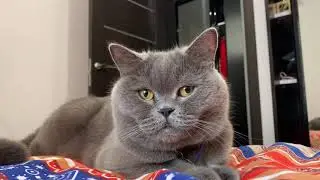 Fat cat