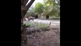 Terciduk Babi Sebesar Anak Kerbau Sanak ( PORBI KAMPUT ) Mantap