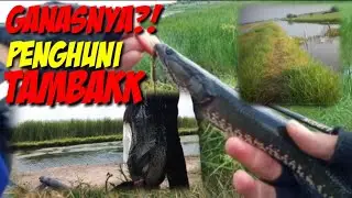 jangan coba-coba casting di tambak ini !? casting kocolan ll lure juriccai