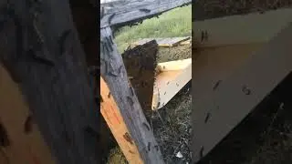 ЖУТКАЯ КАРТИНА‼️🐛ГУСЕНИЦЫ ШЕЛКОПРЯДА ВО ВЛАДИМИРСКОЙ ОБЛАСТИ‼️Тасинский-Бор‼️😱🐛