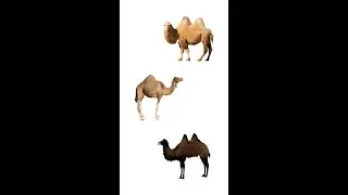 🐪 Types Of Camels 🐫 | 3 Species Of Camels | Learn Types Of Camels In English
