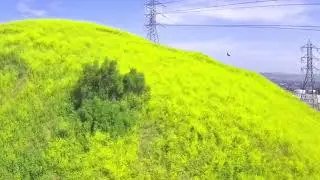 CA Superbloom via the Holy Stone HS720G drone.