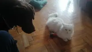 лабрадор пытается забрать свою игруху, рискуя охватить от кота...
