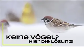 Keine Vögel an der Winterfütterung? Tipps für mehr Vögel an der Fütterung!