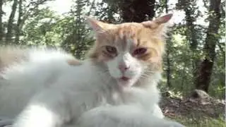Henri IV - an Exceptional Cat (audio edit)
