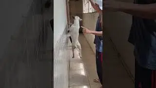 COMO CANSAR SEU PITBULL para DESESTRESSAR?