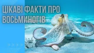Цікаві факти про восьминогів