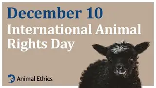 December 10 - International Animal Rights Day