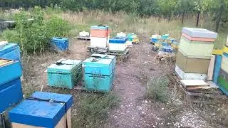 бакфаст 2022года, медосбор