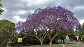 Beautiful full bloom Jacaranda | Jacaranda Flowers