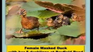Breakfast with the Birds 2014 02 07 on CBC TV8 Barbados