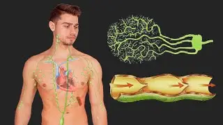 Движение лимфы от капилляров. Лимфомагистрали, строение сосуда, грудной проток. Об учении Штанге