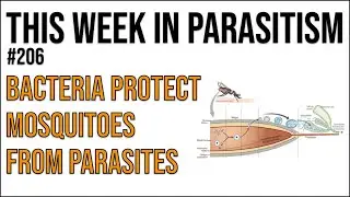 TWiP 206: Bacteria protect mosquitoes from parasites