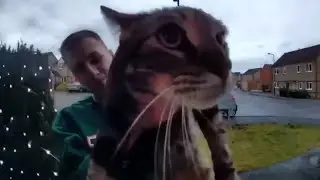 Meow [reverse]