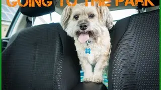 Going to the park