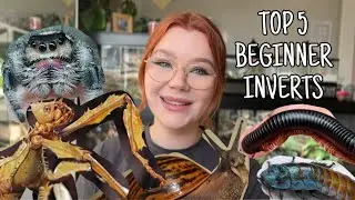 TOP 5 INVERTEBRATES that you can HANDLE