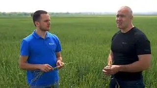 ВідМОНІТОРте озиму пшеницю!