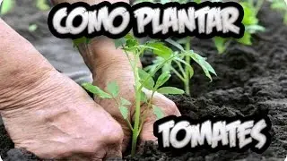 How to Plant Tomatoes || Organic Garden || Toni's Little Garden