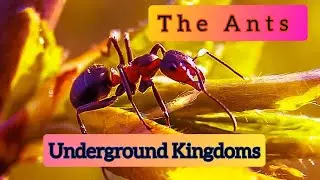 The Ants : Underground Kingdom. Обзор