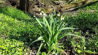 la pădure la Neajlov