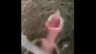 tiktok snore bird meme