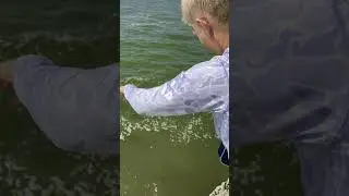 Азовские бычки. На самодур. #shorts #short #fishing #рыбалка