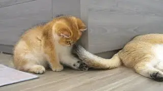 Kitten Shin is obsessed with Samel cat's tail