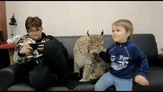 Гости  у Рыси